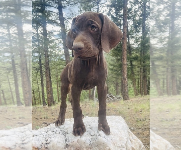 Medium Photo #67 German Shorthaired Pointer Puppy For Sale in DENVER, CO, USA