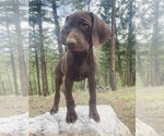 Small #66 German Shorthaired Pointer