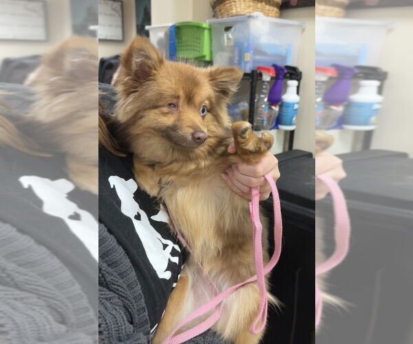 Medium Photo #2 Pomeranian Puppy For Sale in Mundelein, IL, USA