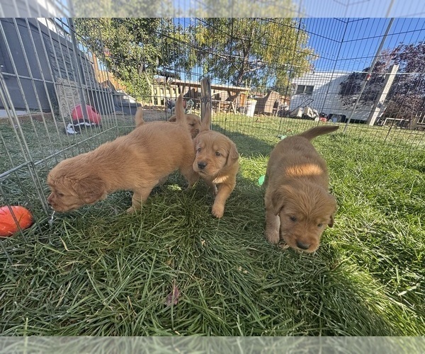 Medium Photo #8 Golden Retriever Puppy For Sale in GARDNERVILLE, NV, USA