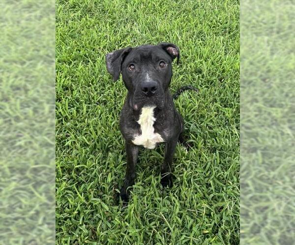 Medium Photo #2 Mutt Puppy For Sale in Forestville, MD, USA