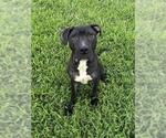 Small #1 Mutt