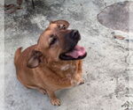 Small #1 Black Mouth Cur