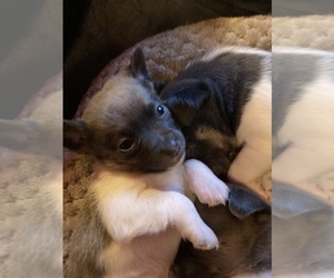 Rat Terrier Puppy for sale in PENNSBURG, PA, USA