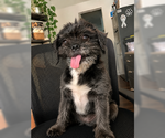Small Photo #5 Shih Tzu Puppy For Sale in San Diego, CA, USA