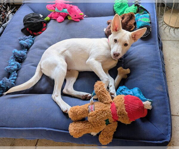 Medium Photo #3 Mountain Cur-Unknown Mix Puppy For Sale in Boston, MA, USA