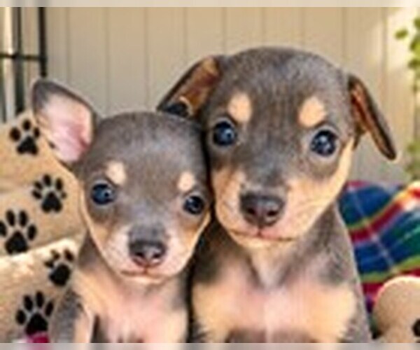Medium Photo #2 Chihuahua-Unknown Mix Puppy For Sale in Fremont, CA, USA