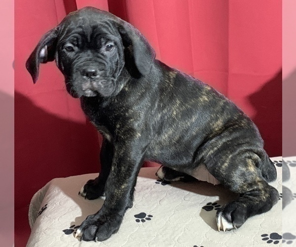 Medium Photo #73 Cane Corso Puppy For Sale in COTTAGE GROVE, OR, USA