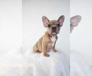 French Bulldog Puppy for sale in MONKTON, MD, USA