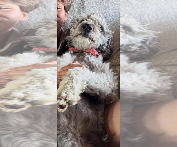Medium Photo #4 Poodle (Standard)-Unknown Mix Puppy For Sale in Grafton, WI, USA