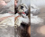 Small #3 Poodle (Standard) Mix