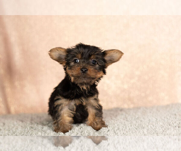 Medium Photo #4 YorkiePoo Puppy For Sale in NAPPANEE, IN, USA