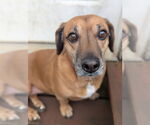 Small Dachshund Mix