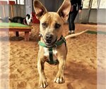 Small Photo #112 American Pit Bull Terrier-Unknown Mix Puppy For Sale in Kanab, UT, USA