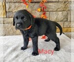 Puppy Macy AKC Englis Labrador Retriever