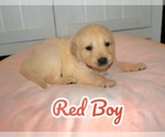 Puppy Red Boy Golden Retriever