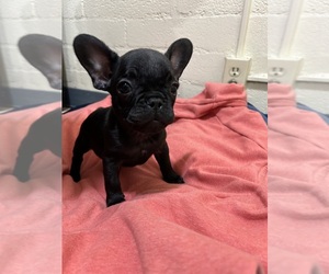 French Bulldog Puppy for sale in LOS ANGELES, CA, USA