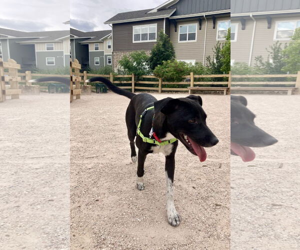 Medium Photo #7 Labrador Retriever-Unknown Mix Puppy For Sale in Fort Collins, CO, USA