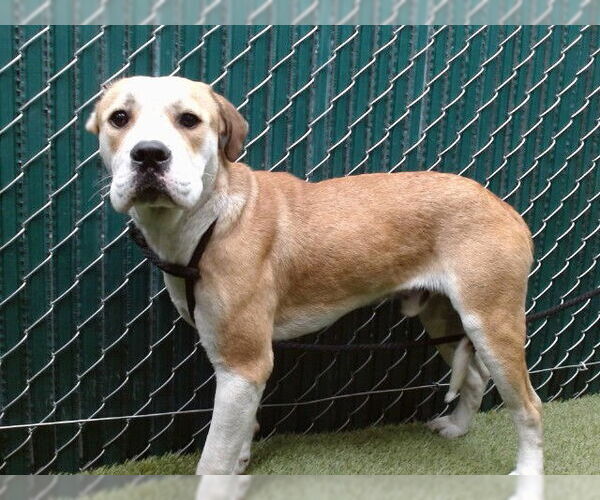 Medium Photo #1 Boxer-Unknown Mix Puppy For Sale in Downey, CA, USA