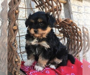 Aussiedoodle Miniature  Puppy for sale in MORGANTOWN, PA, USA