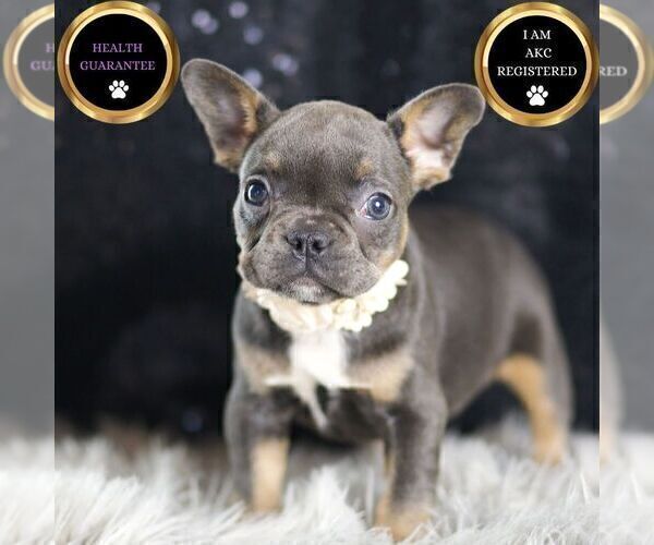 Medium Photo #89 French Bulldog Puppy For Sale in WARSAW, IN, USA