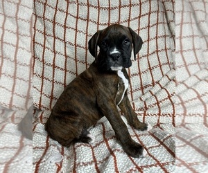 Boxer Puppy for sale in FRANKLIN, IN, USA