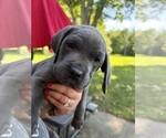 Puppy Cleo Cane Corso