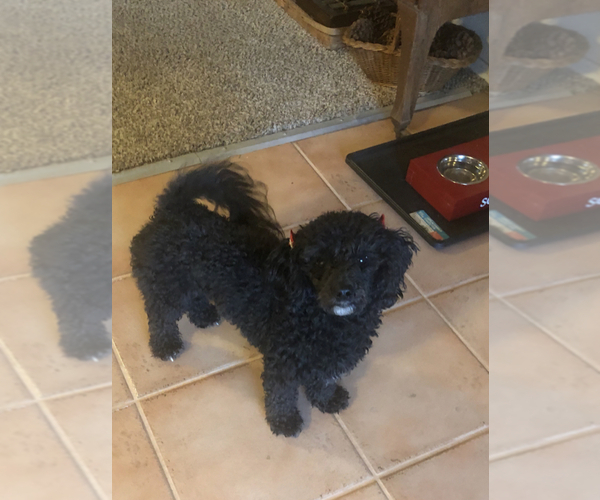 Medium Photo #1 Poochon Puppy For Sale in BLUE SPRINGS, MO, USA