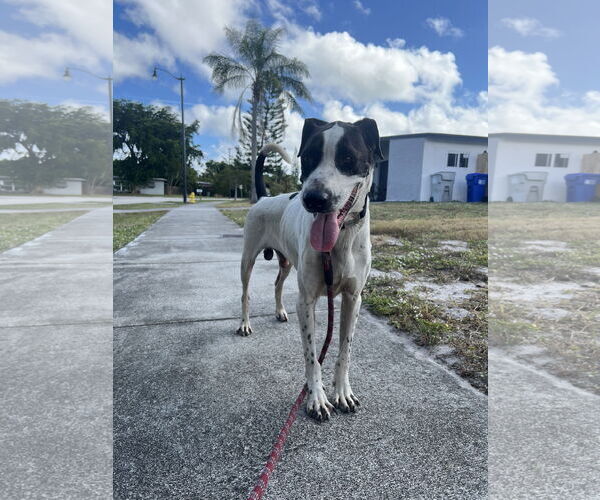 Medium Photo #4 Mutt Puppy For Sale in Miami, FL, USA