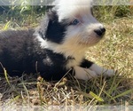 Puppy BlueEyeBW1 Border Collie