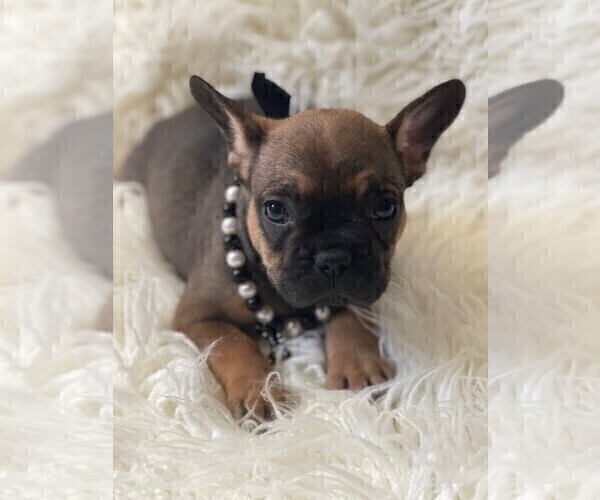 Medium Photo #1 French Bulldog Puppy For Sale in MONTEBELLO, CA, USA