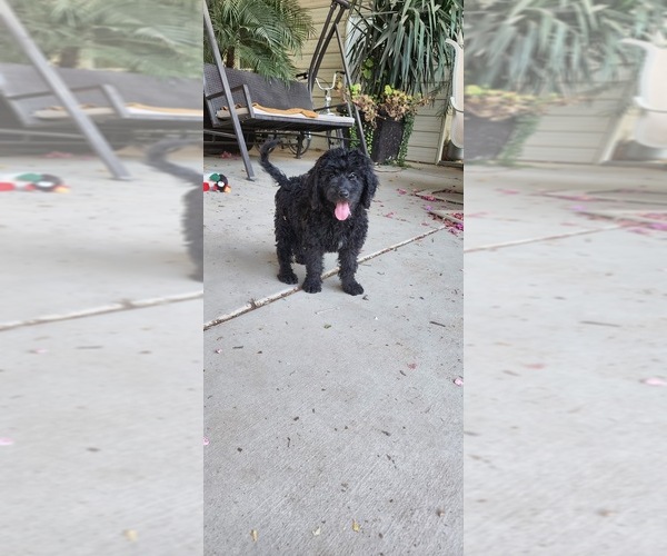 Medium Photo #8 Labradoodle Puppy For Sale in FRESNO, CA, USA