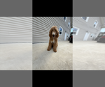 Small Photo #1 Goldendoodle Puppy For Sale in WINSTON SALEM, NC, USA