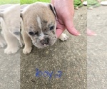 Puppy Puppy 5 Olde English Bulldogge