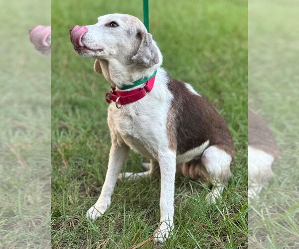 Medium Photo #5 Beagle Puppy For Sale in Dunnellon, FL, USA