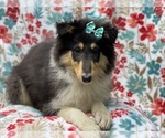Small Photo #12 Collie Puppy For Sale in LAKELAND, FL, USA