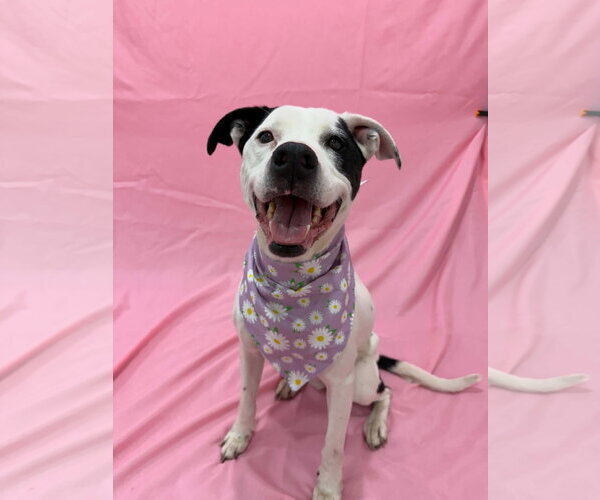 Medium Photo #9 Boxerhoula Puppy For Sale in Sandy, UT, USA