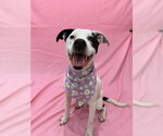 Small #8 Boxerhoula