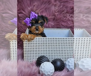 Yorkshire Terrier Puppy for sale in INDIANAPOLIS, IN, USA