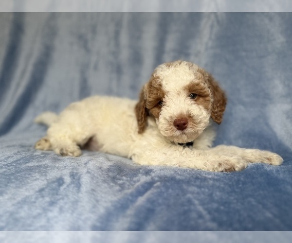 Medium Photo #6 Poodle (Miniature) Puppy For Sale in LAKELAND, FL, USA