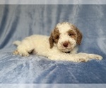 Small #5 Poodle (Miniature)