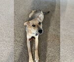 Small #1 Mutt
