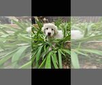 Small Australian Shepherd-Great Pyrenees Mix