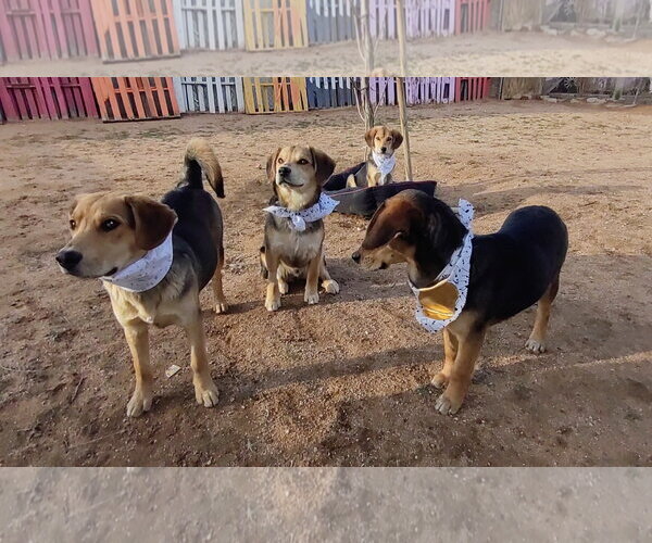 Medium Photo #3 Beagle-Unknown Mix Puppy For Sale in Apple Valley, CA, USA