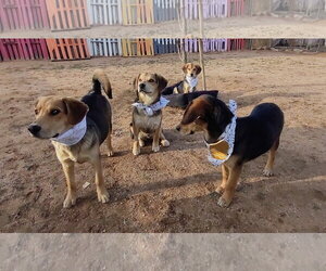 Beatles--Beagle pups on Abby Road - Male Beagle-Unknown Mix Dog for Adoption - Photo #3