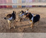 Small #2 Beagle Mix