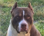 Small Photo #1 American Bully Puppy For Sale in WALTERBORO, SC, USA
