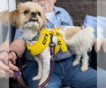 Small #1 Shih Tzu Mix