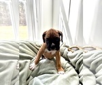 Puppy Kenji Boxer
