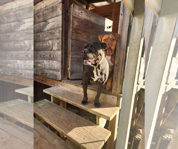 Medium Photo #4 American Bulldog-Unknown Mix Puppy For Sale in Shreveport, LA, USA